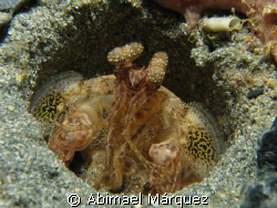 Scaly-Tailed Mantis, Sugar Pier, Aguadilla, PR. by Abimael Márquez 
